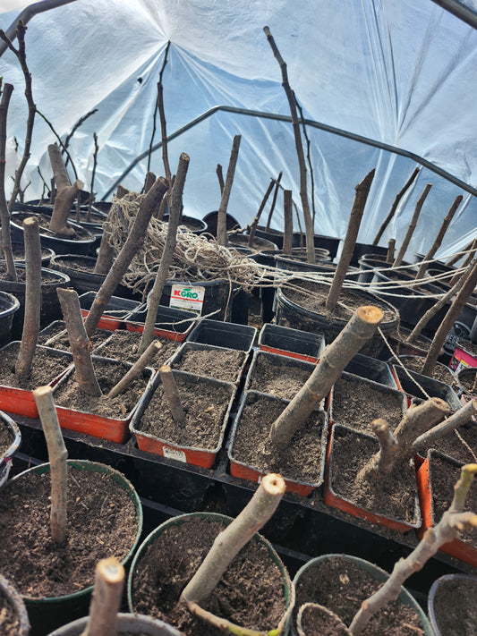 Fig cuttings in transplant pots.