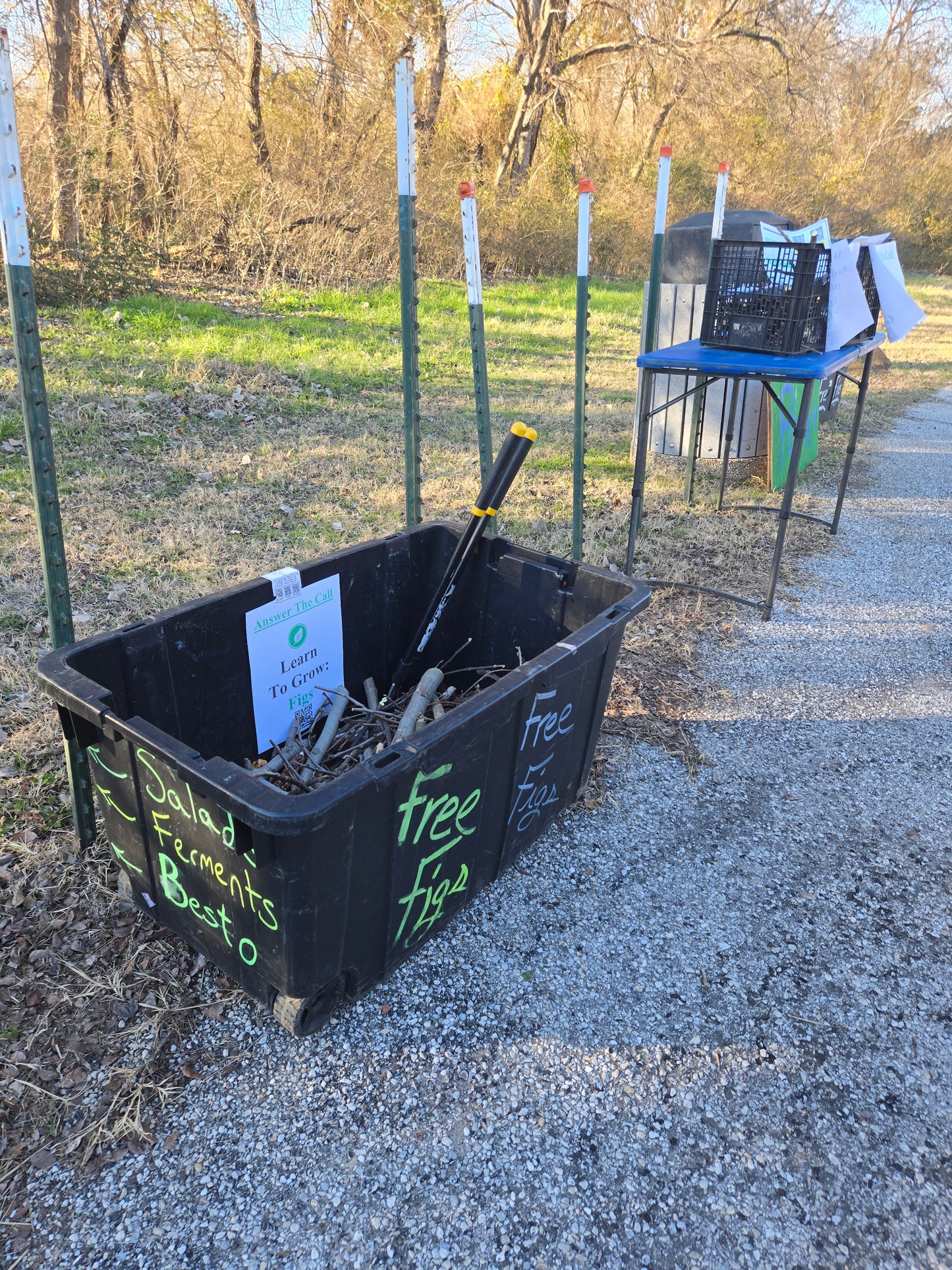 Fruit Tree Cuttings - Basket of 200
