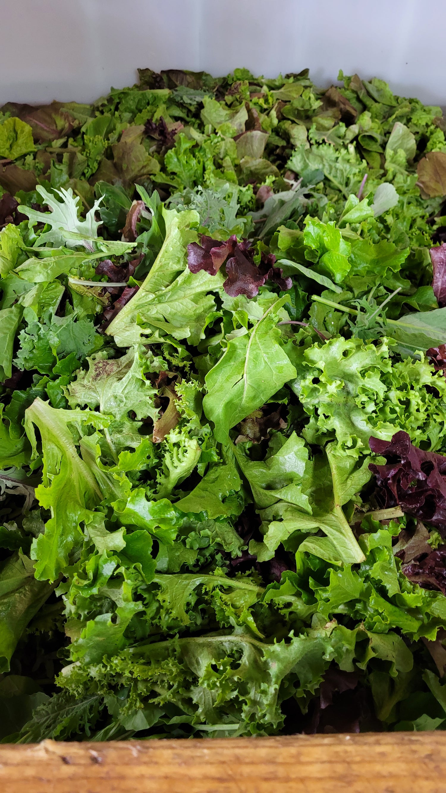 Workshops Wednesday Workalongs | Braga Farms