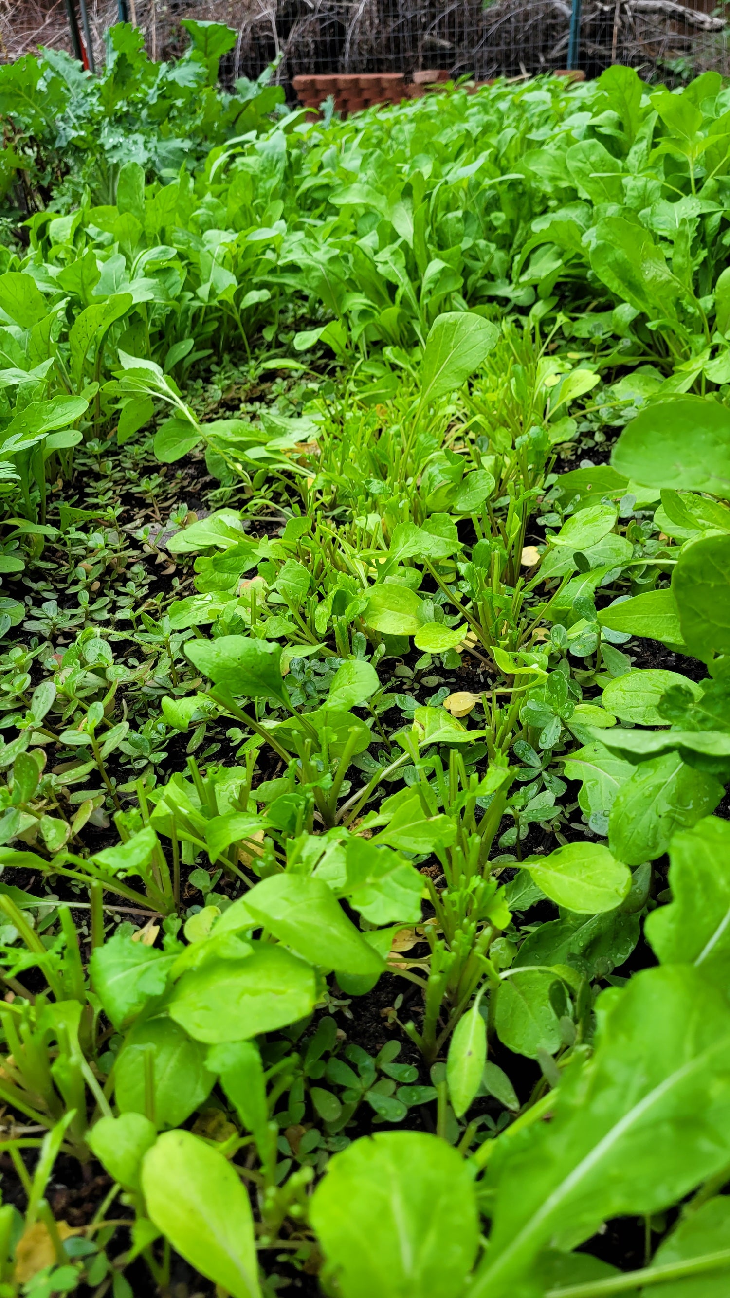 Workshops - Wednesday - Workalongs Braga Farms