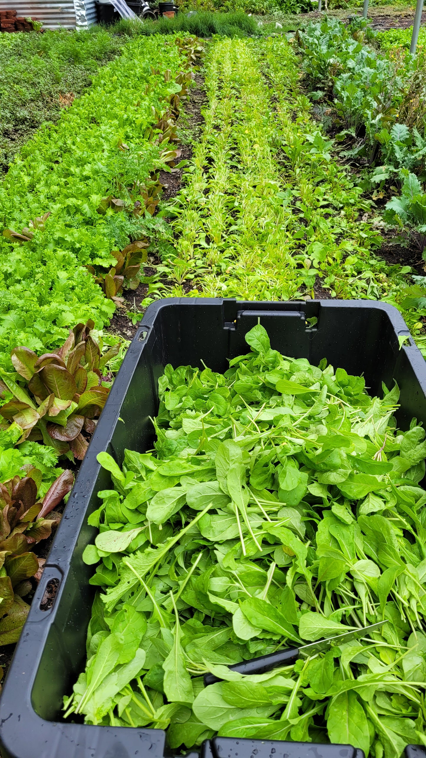 Raised Garden Bed | Garden Beds | Raised Planter Boxes | Braga Farms