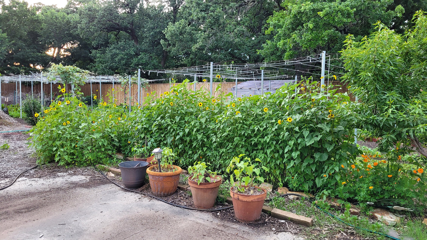Workshops - Wednesday - Workalongs Braga Farms