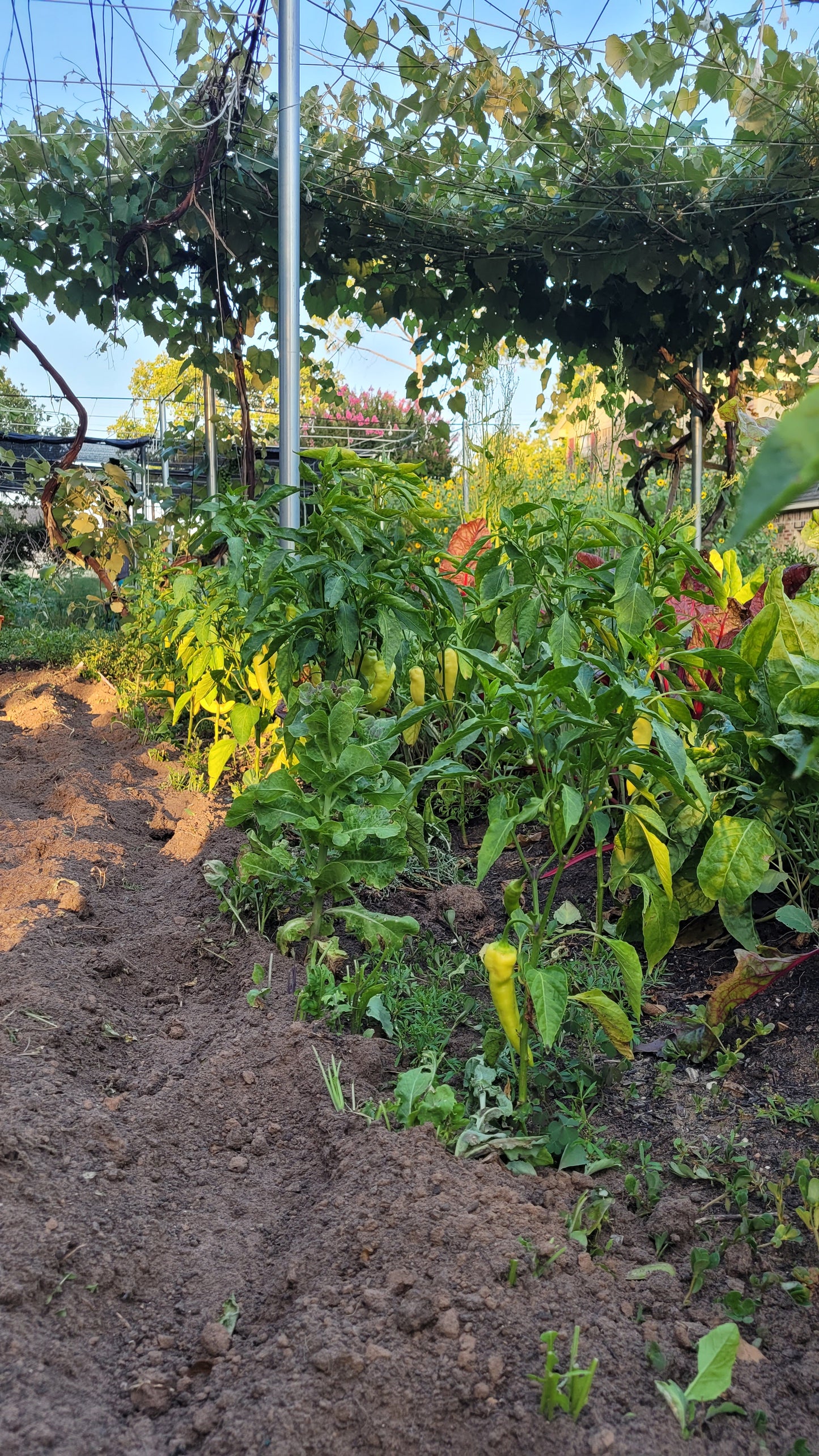Workshops - Wednesday - Workalongs Braga Farms