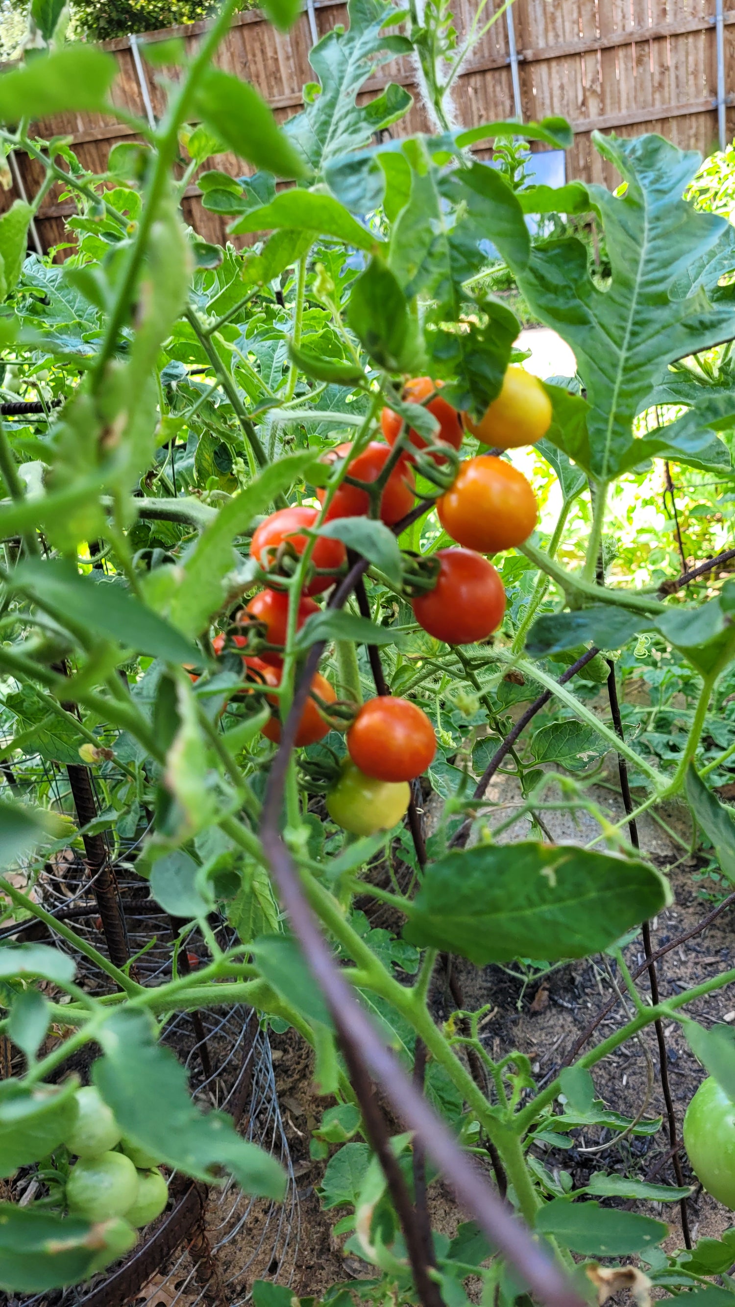 Workshops - Sunday - DFM Market Hours Braga Farms