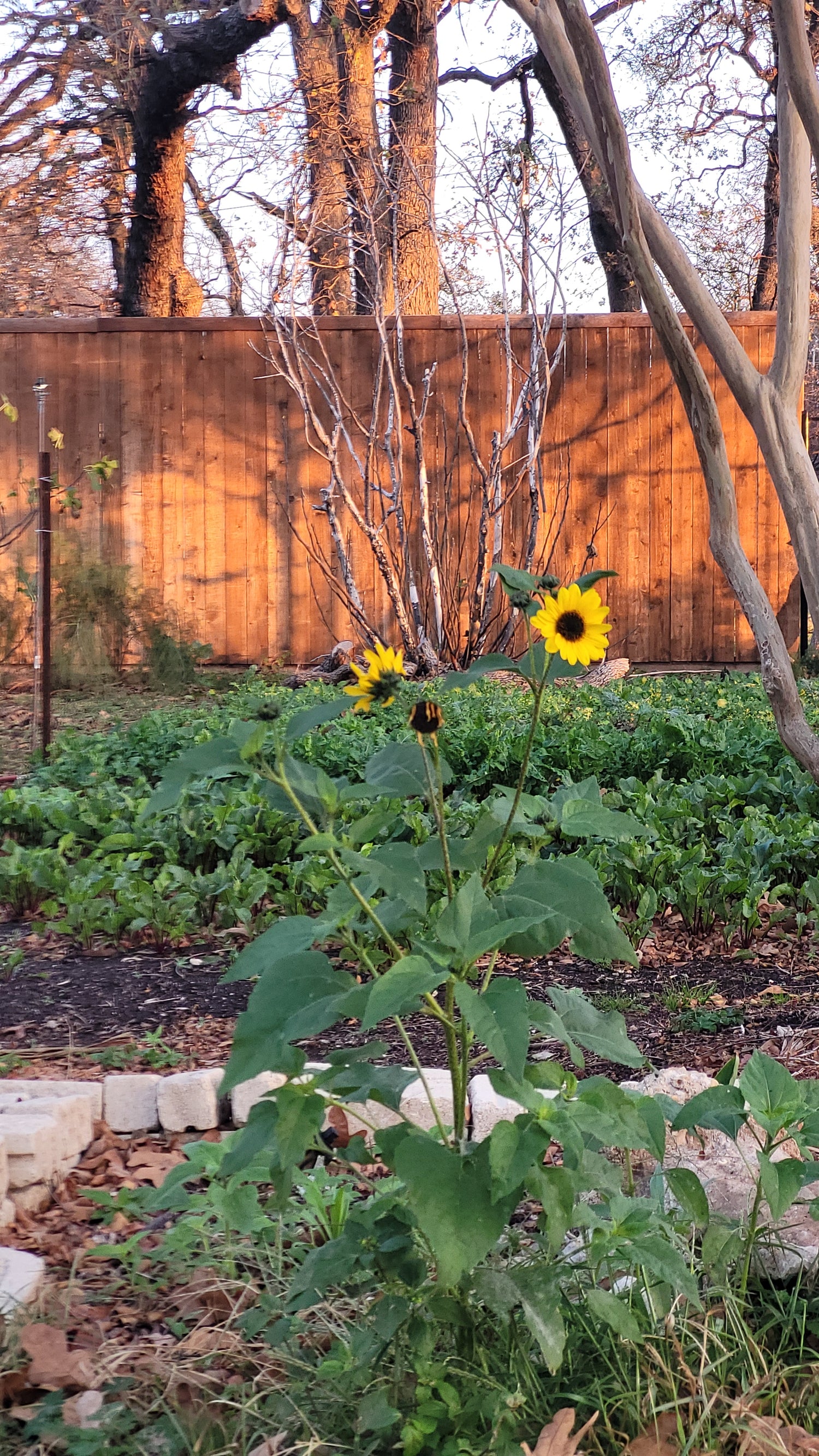 Workshops - Lawn to Farm Braga Farms