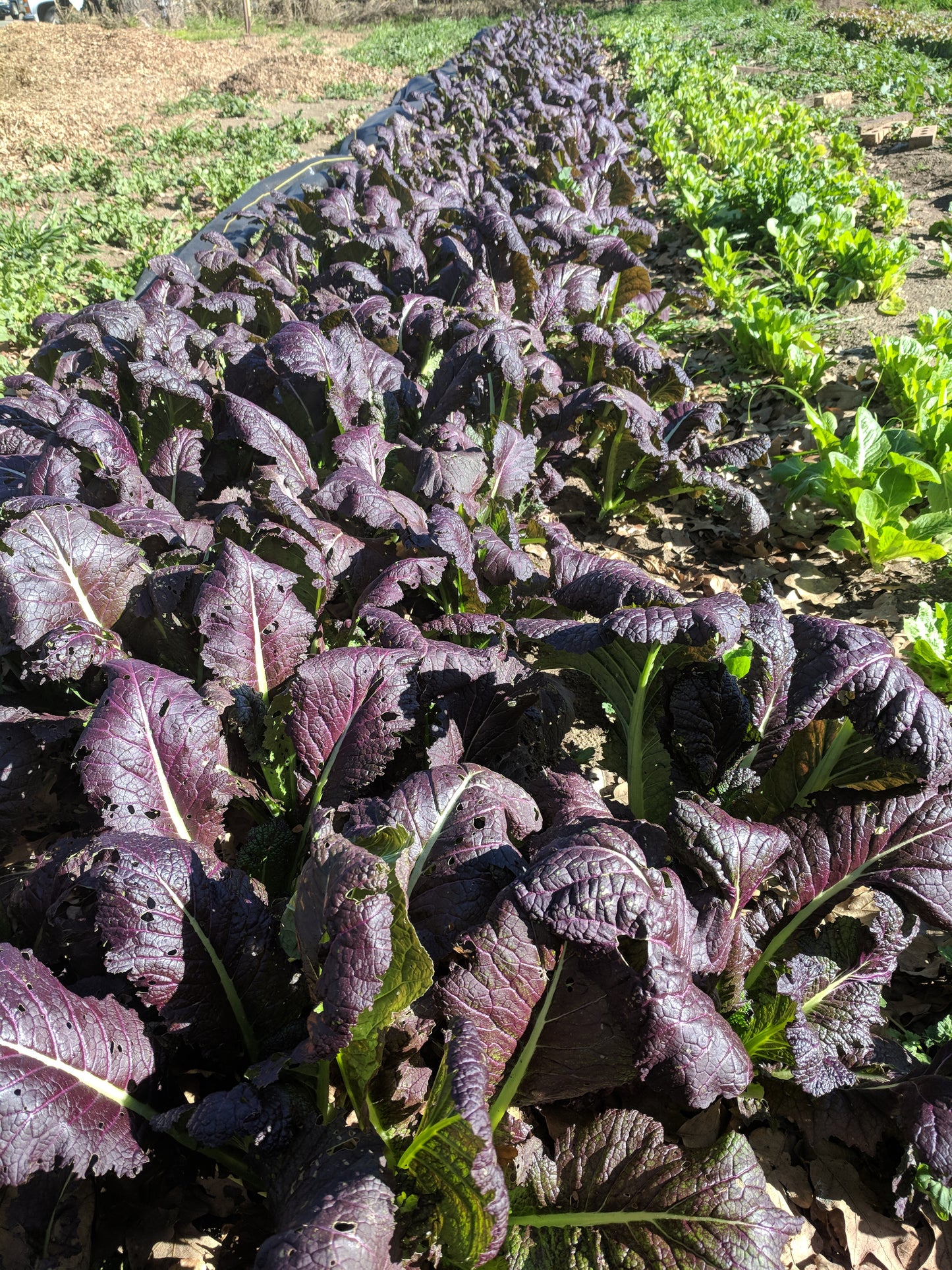 Purple Mustard Greens