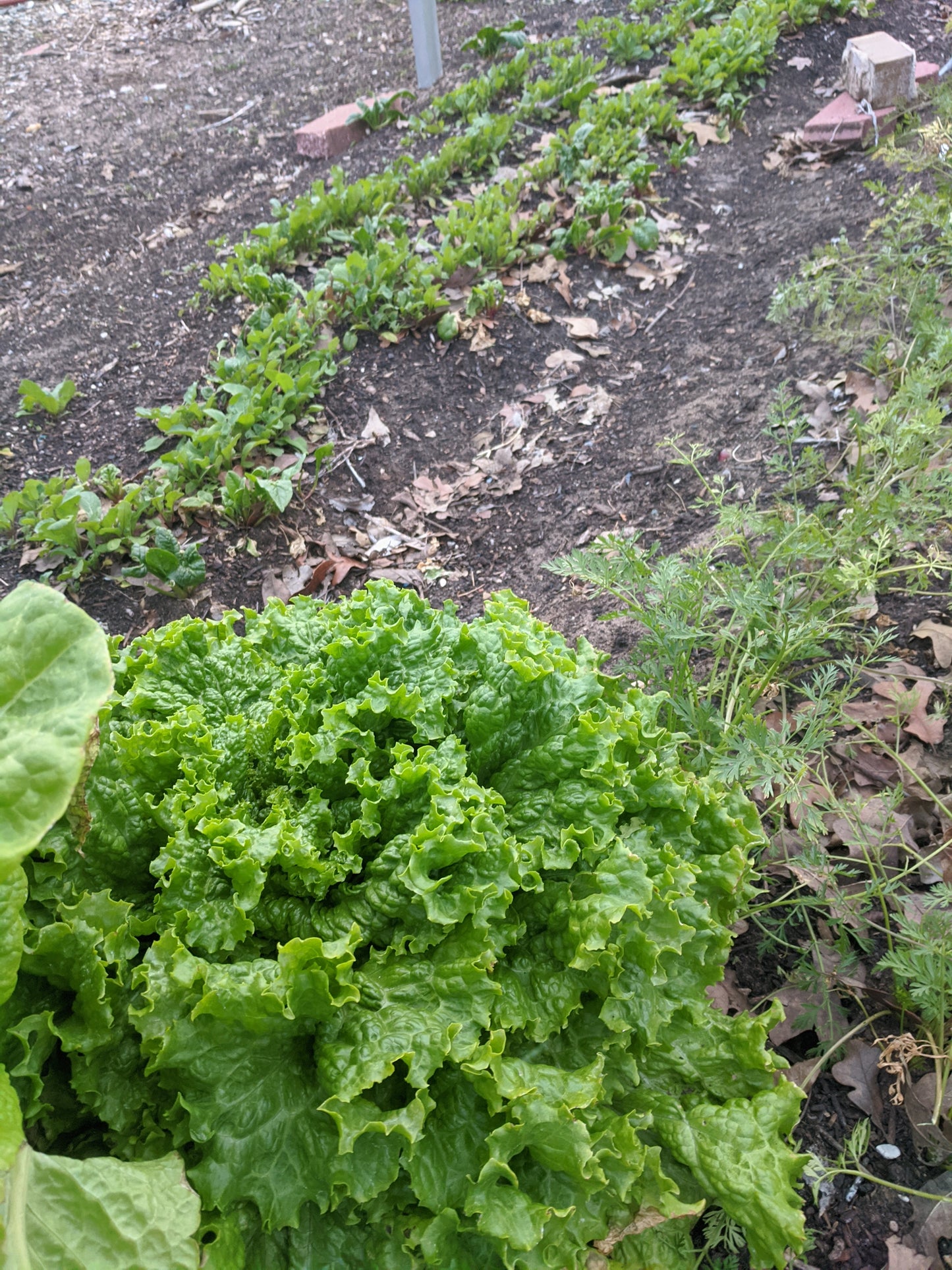 $20 Special Pack Braga Farms