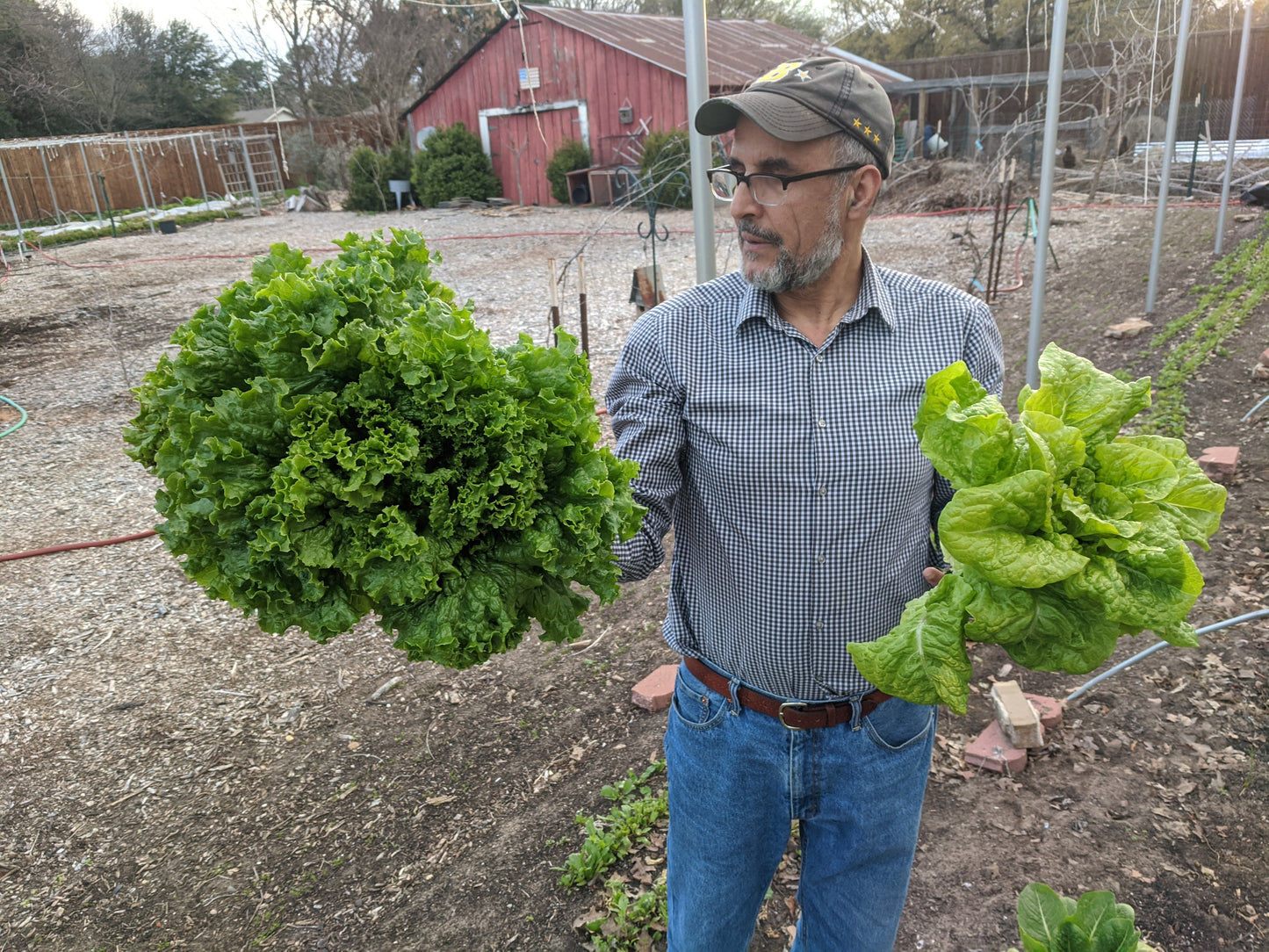 Uncle Sammi holding two beautiful heads of lettuce.