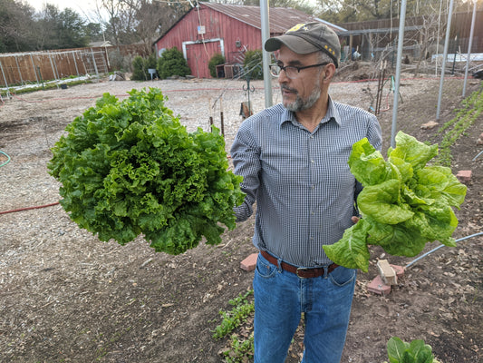 Uncle Sammi holding two beautiful heads of lettuce.