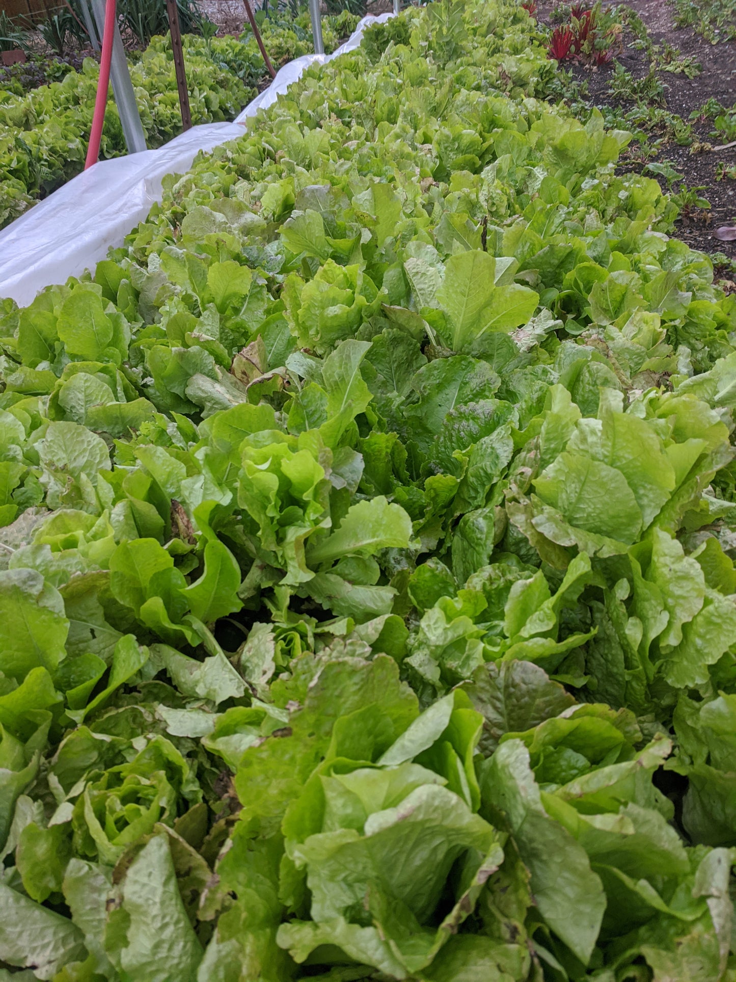 $20 Special Pack Braga Farms