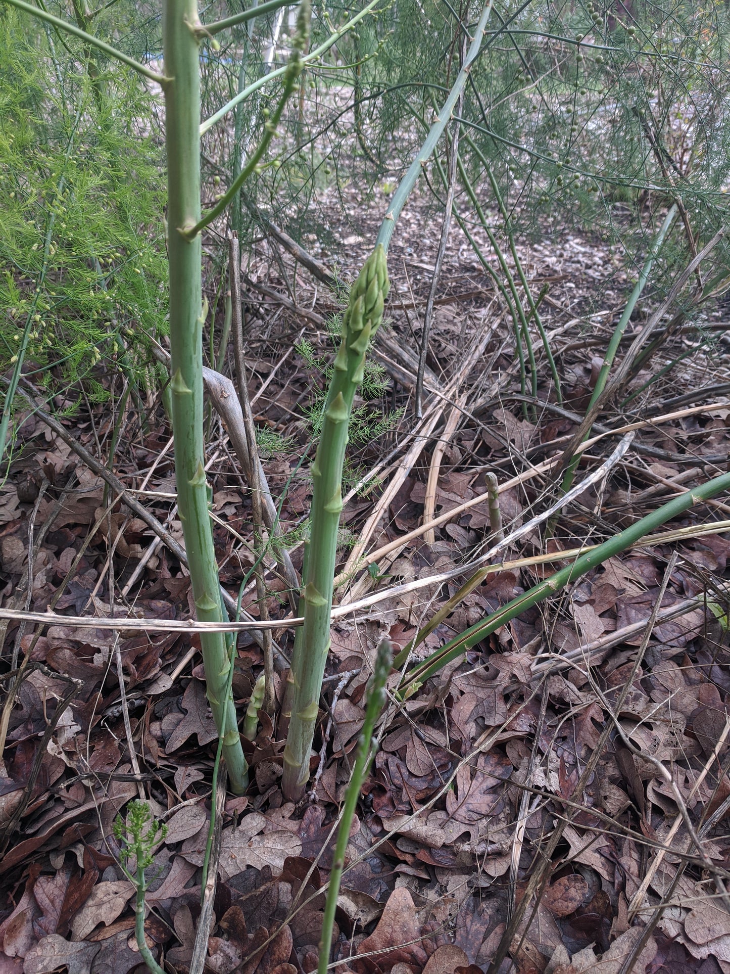 Asparagus