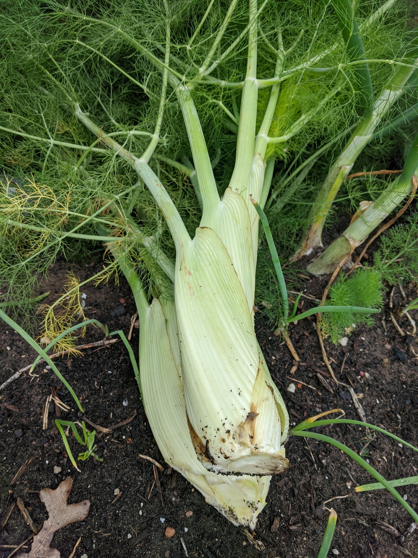 Braga Farms Roots Fennel