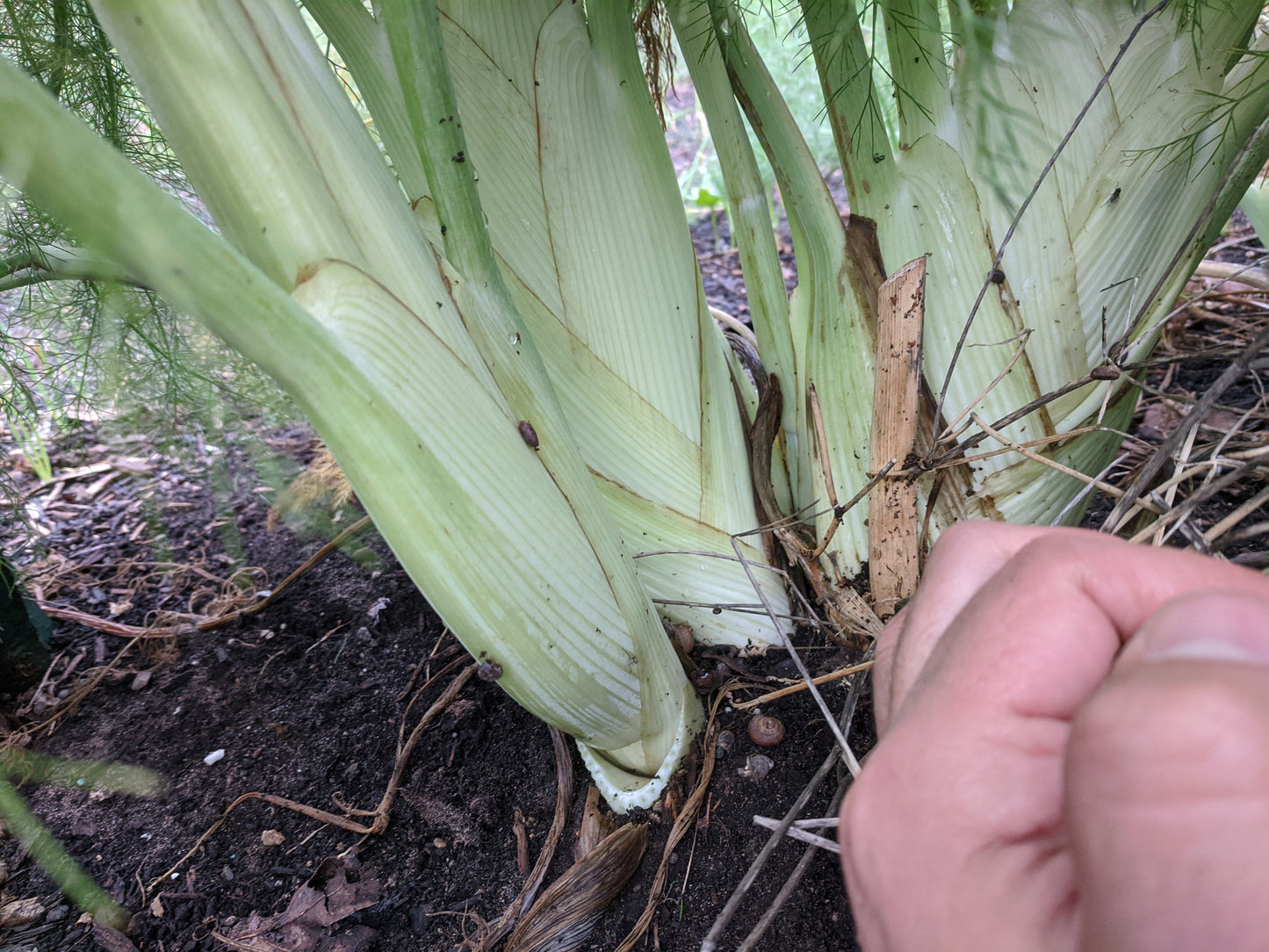 Braga Farms Fennel