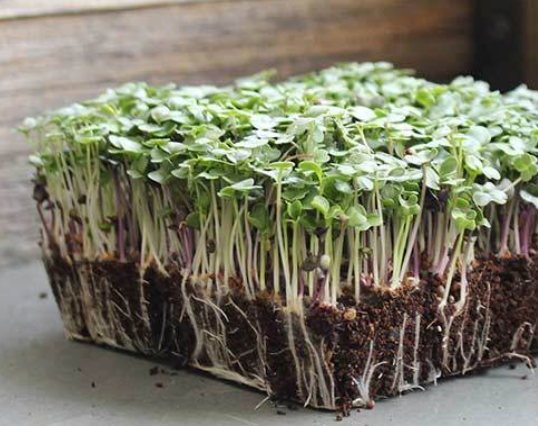 Microgreens - Full Tray Braga Farms
