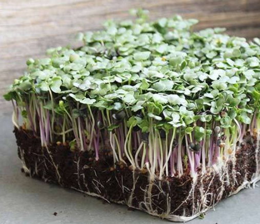 Microgreens - Full Tray Braga Farms