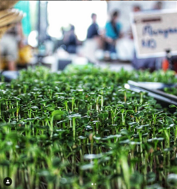 Microgreens - Full Tray Braga Farms