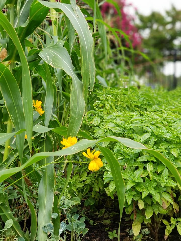 Greens and flowers