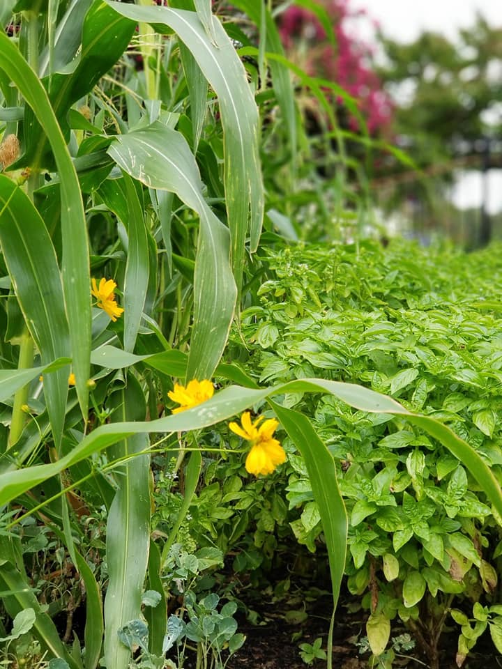 Greens and  flowers