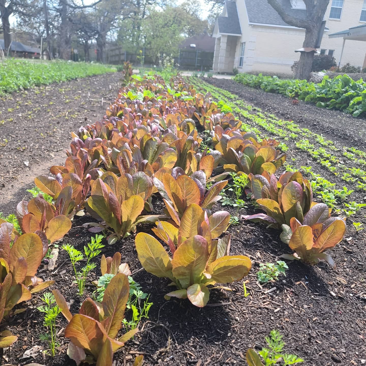 Braga Farms Salad Beds