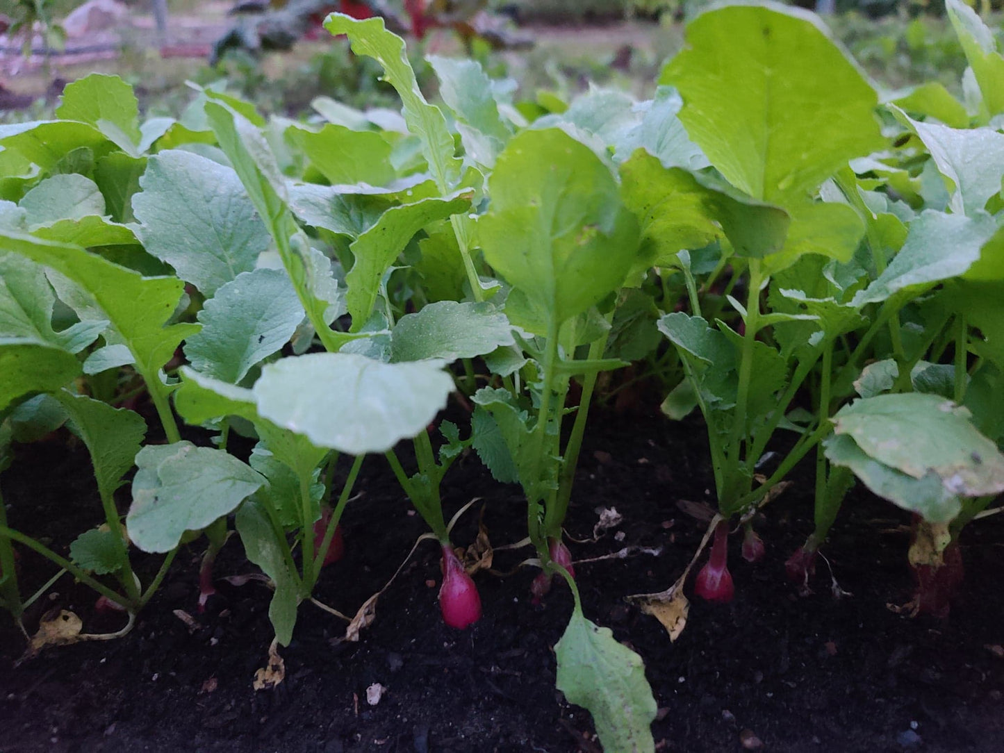 Braga Farms Roots Cherry Bell Radishes