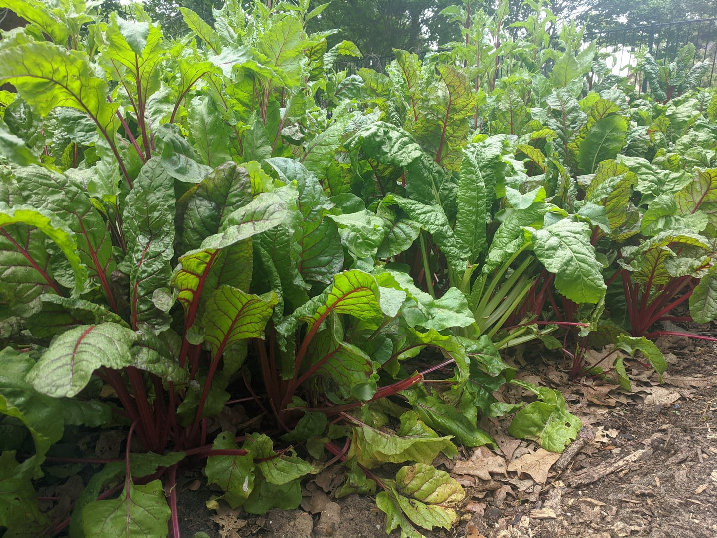 Braga Farms Salads Swiss Chard