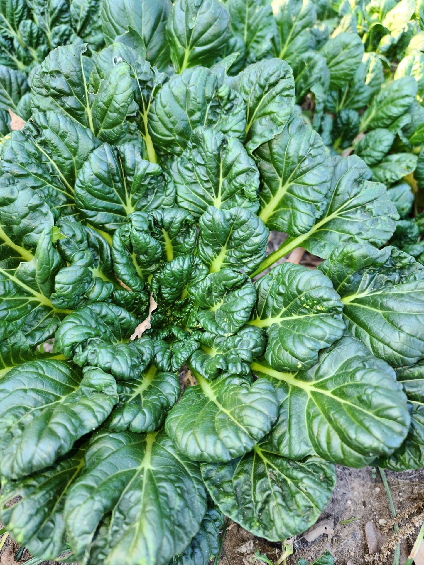 Braga Farms Salads Tatsoi