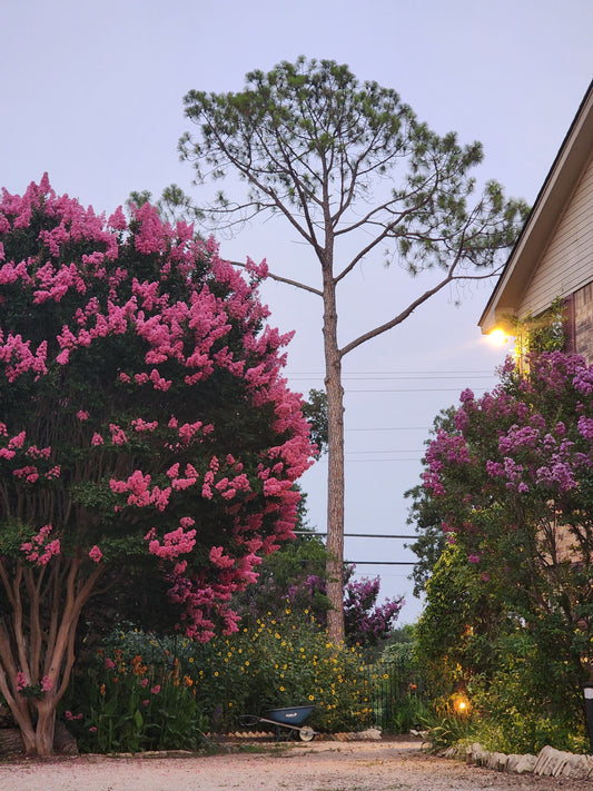 Texas Trees Pt. 2 - 15 Common Trees Every Texan Should Grow (Medicinal + Practical Edition)