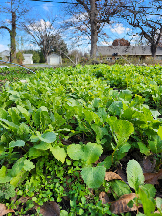 lettuce locally grown here in DFW