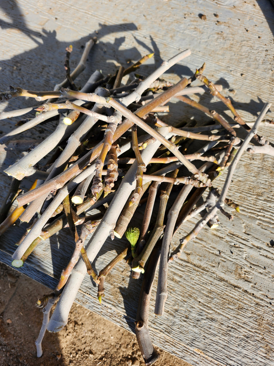 A few dozen fig cuttings.