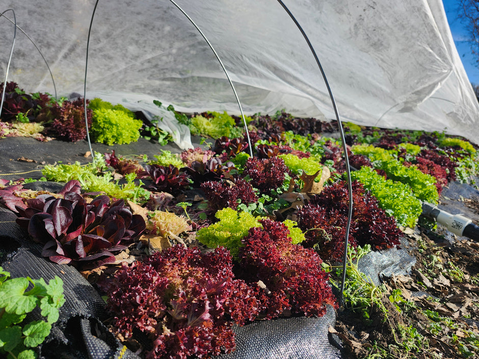 Lettuce growing under covers and a drip line.