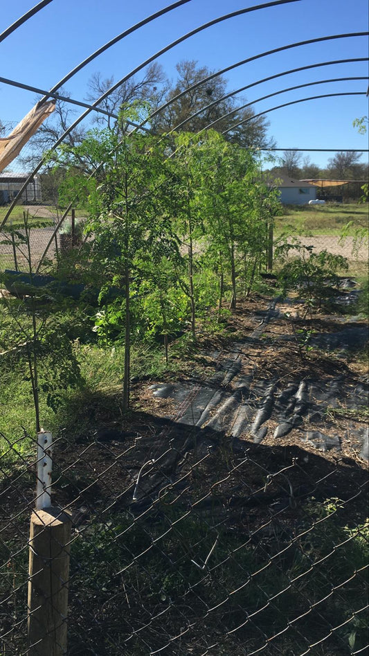 Growing Moringa in North Texas: A Step-by-Step Guide to Propagating the Miracle Tree