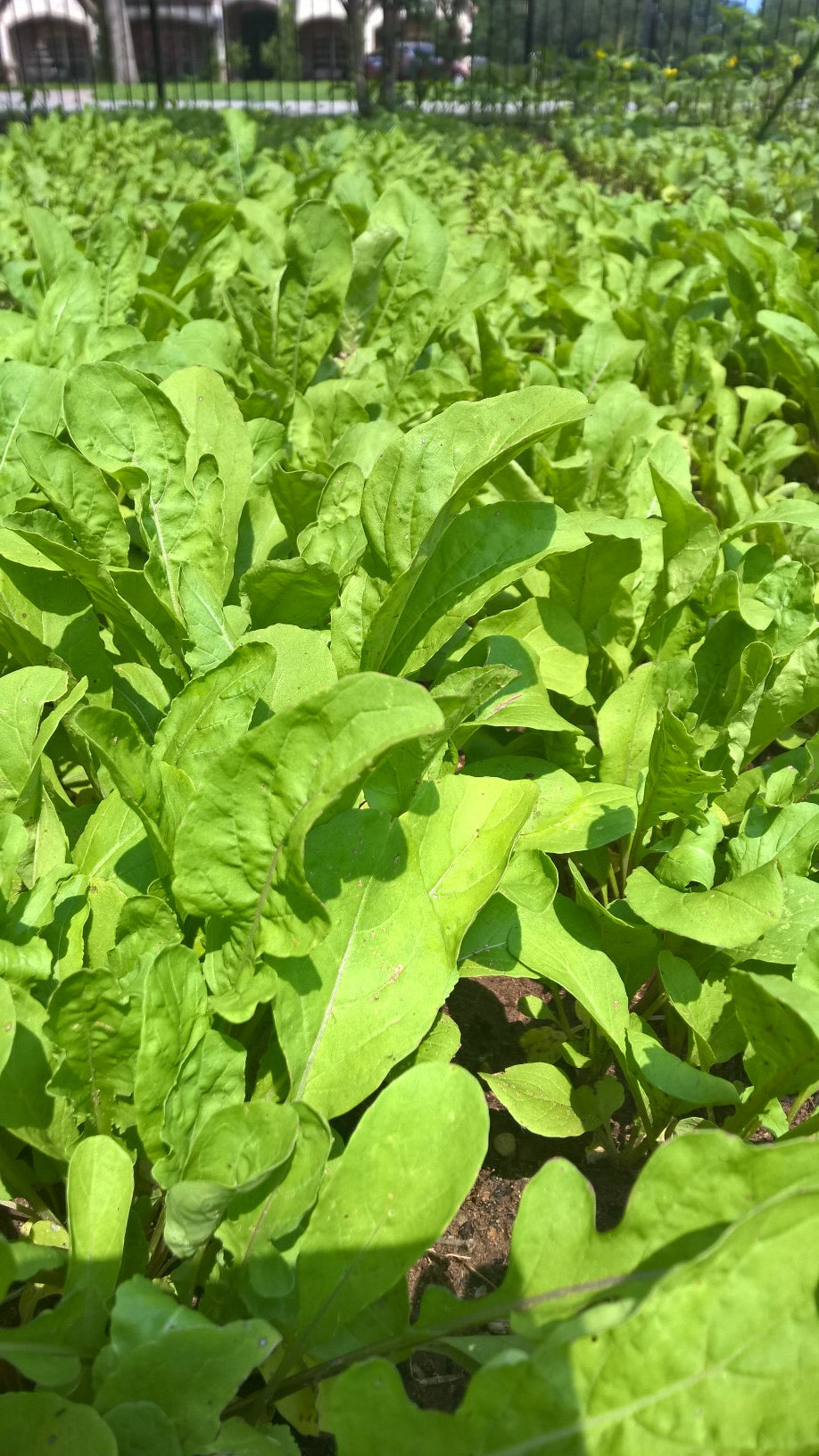 Seasonal Produce: Fresh, Local, and Flavorful All Year Round