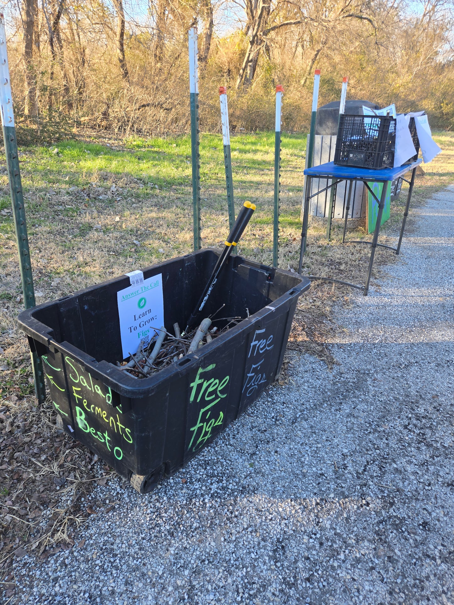 Fruit Tree Cuttings - Basket of 500 ROOTED