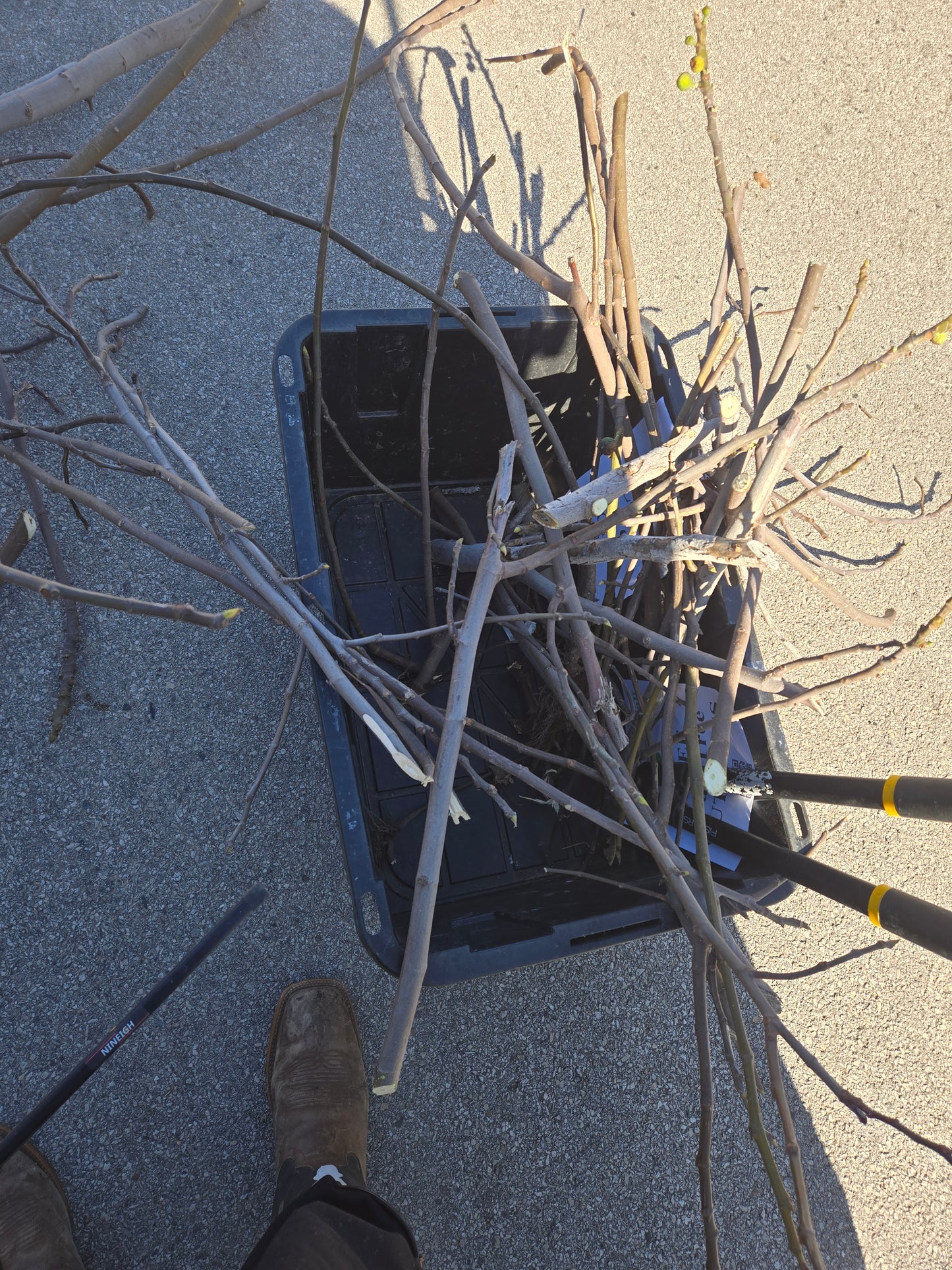 Fruit Tree Cuttings - Basket of 500 ROOTED