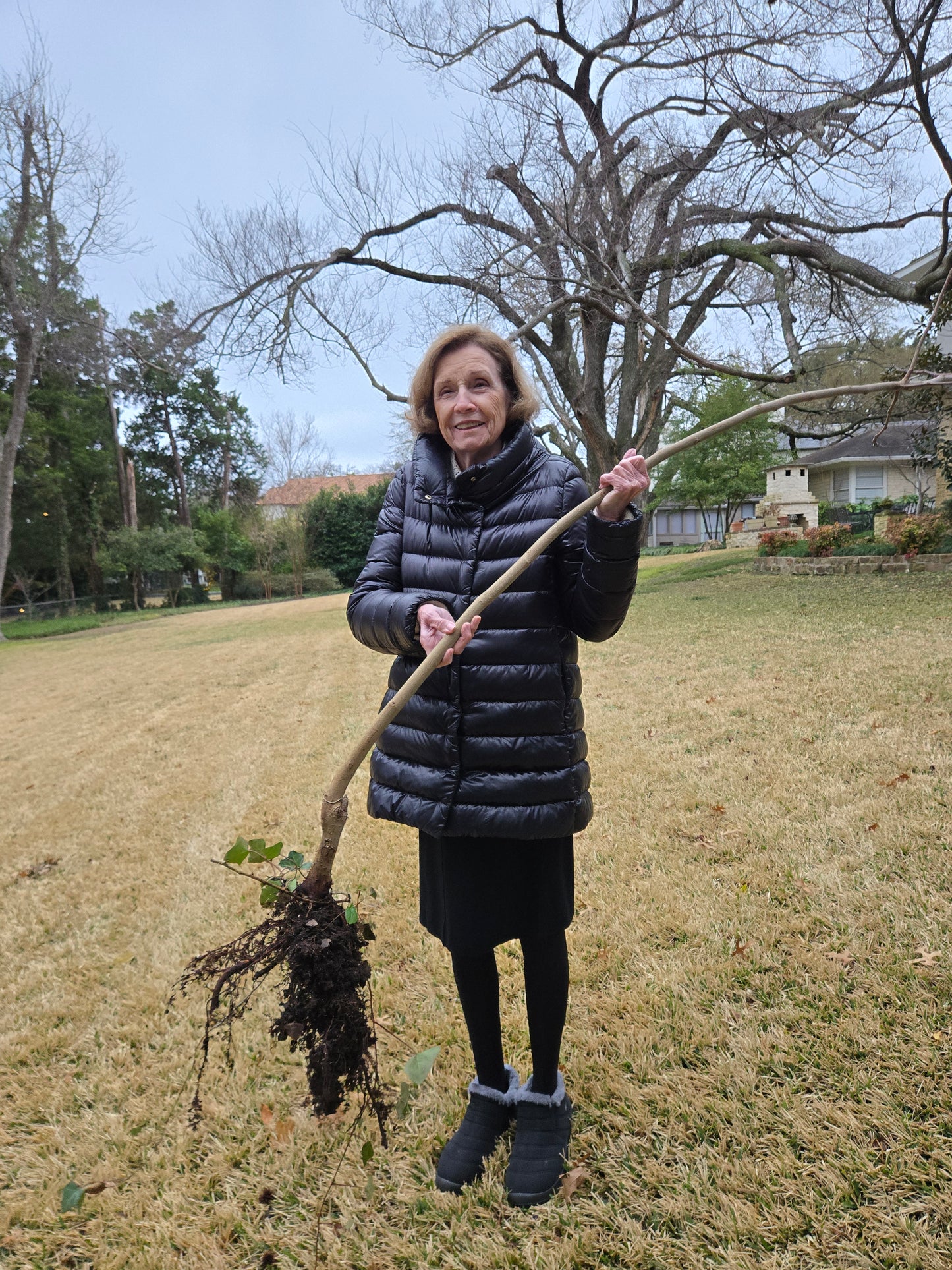 Fruit Tree Cuttings - Totes of 2000 ROOTED