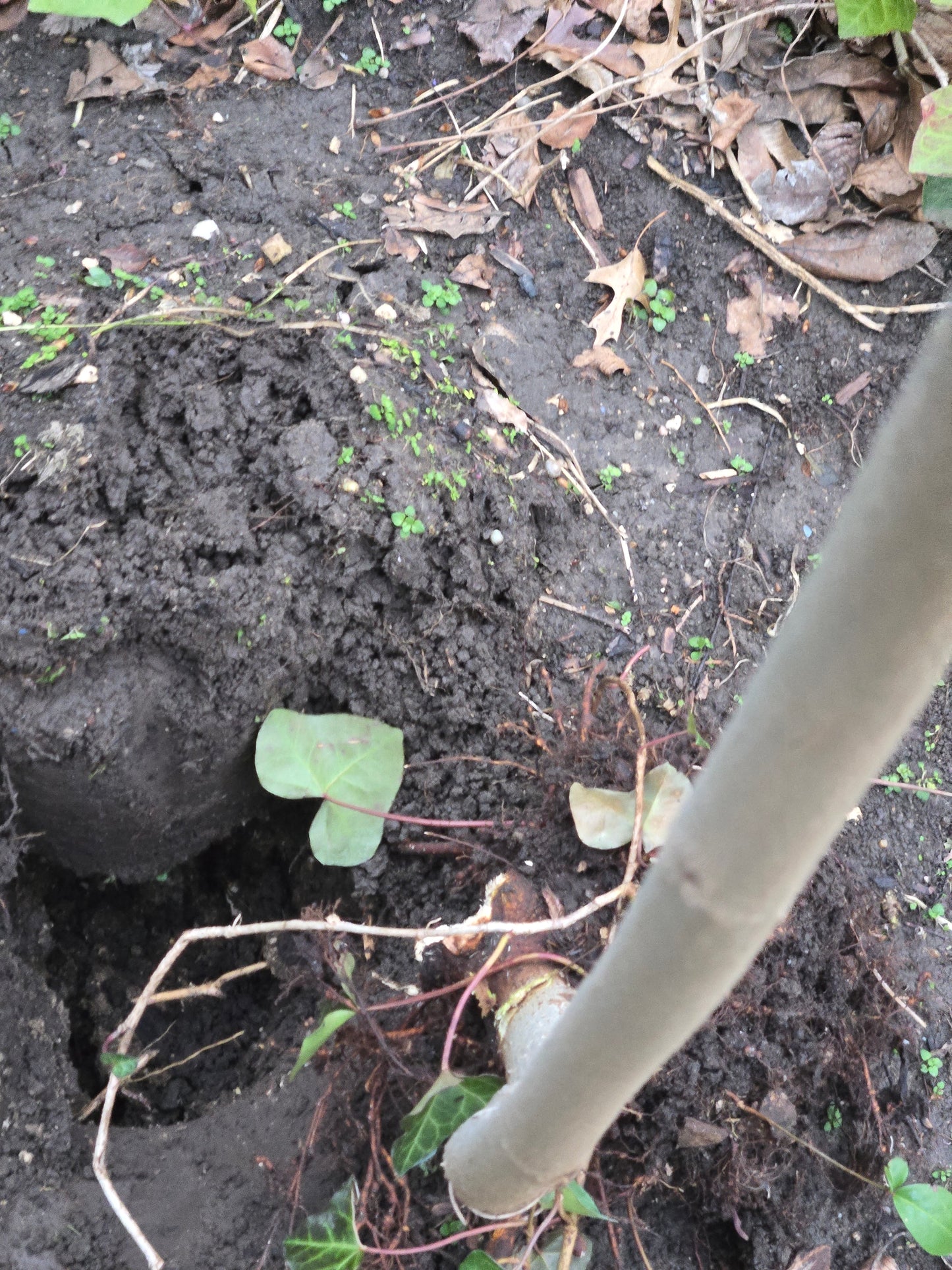 Fruit Tree Cuttings - Totes of 2000 ROOTED