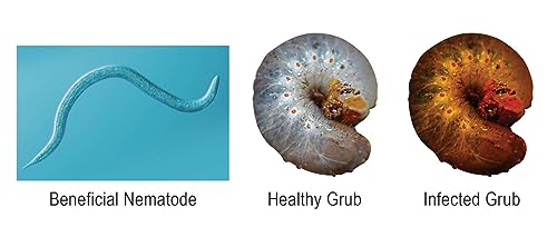 Live Beneficial Nematodes Hb+Sc+Sf - Kills Over 200 Different Species of Soil Dwelling and Wood Boring Insects. (5 Million_Nematodes)