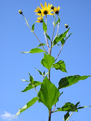 Jerusalem Artichoke (Organic) 1.5 Pounds