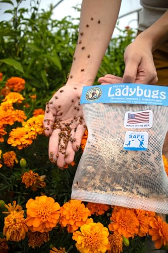 3000 Live Ladybugs - (2 X 1500 Live Ladybugs) - Guaranteed Live Delivery!