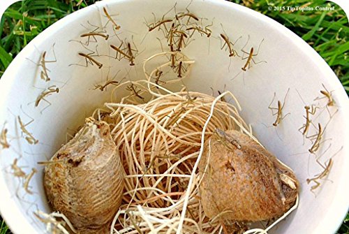 Praying Mantis Egg Case with Hatching Habitat Cup - 2 Praying Mantids Egg Cases