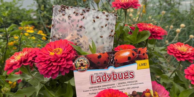 3000 Live Ladybugs - (2 X 1500 Live Ladybugs) - Guaranteed Live Delivery!