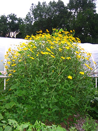 Jerusalem Artichoke (Organic) 1.5 Pounds