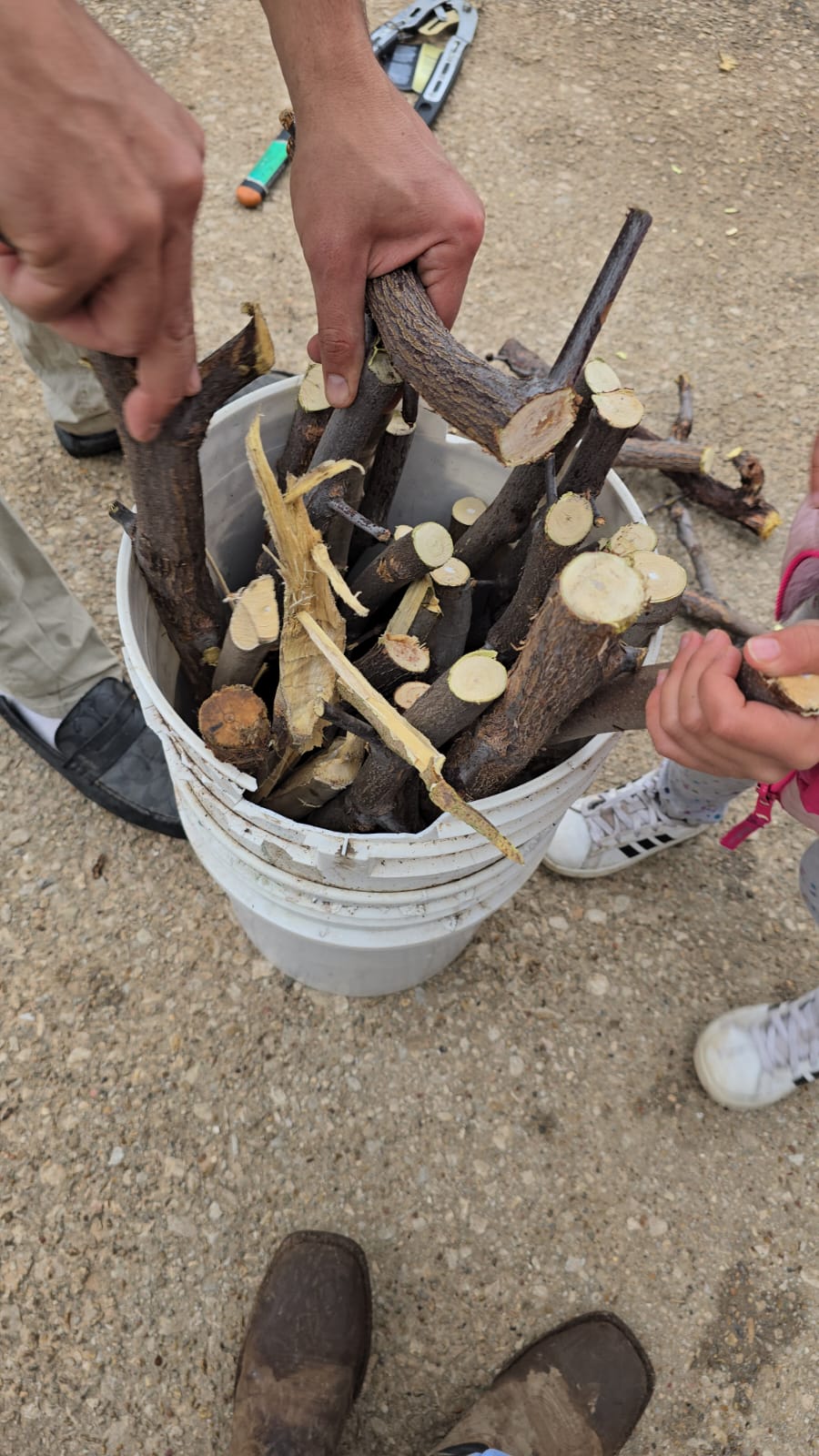 Fruit Tree Cuttings - Totes of 2000 ROOTED