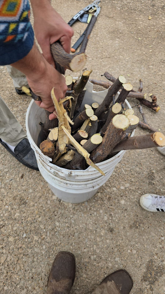 Fruit Tree Cuttings - Basket of 200 ROOTED