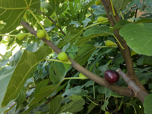 Fruit Tree Cuttings - Totes of 2000 ROOTED