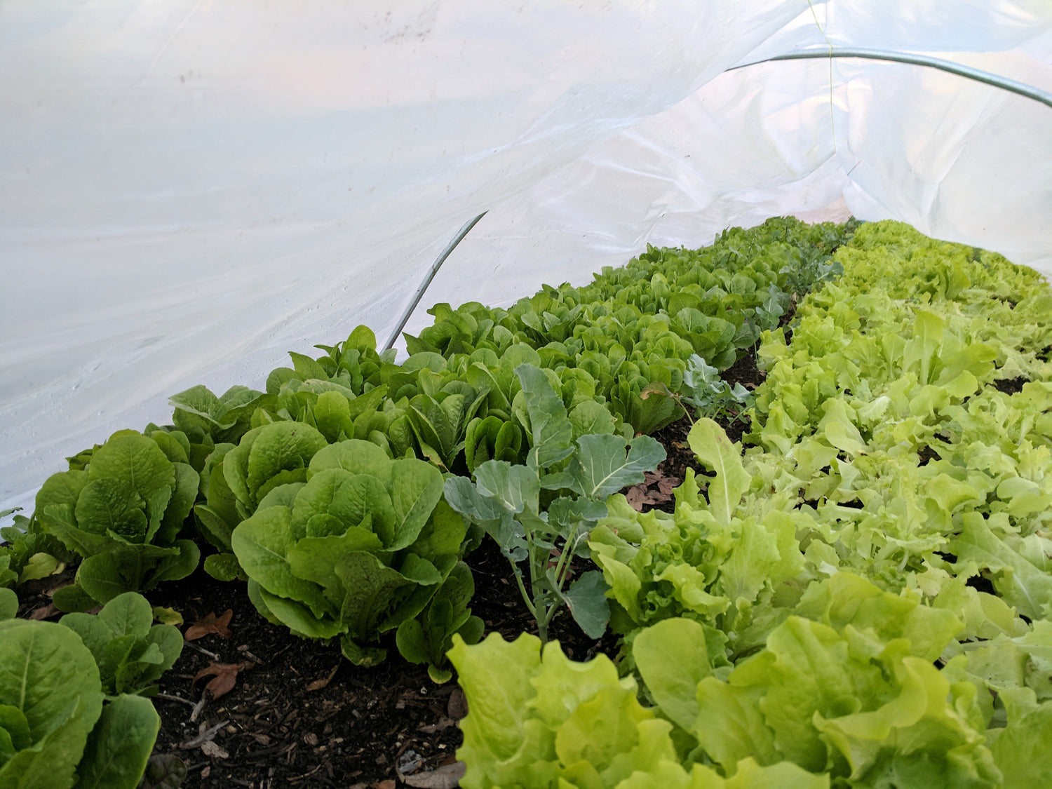 two different types of lettuce are being protected from the Texas frost by plastic tarps that are help up by 10' conduits. 