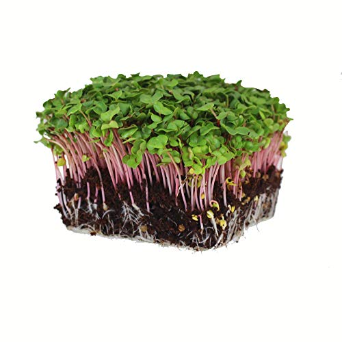 Radish Sprouting Seed - Red Arrow Variety - 5 Lb Bulk Seed - Heirloom Radish Sprouts - Non-GMO Sprouting and Micro Radishes
