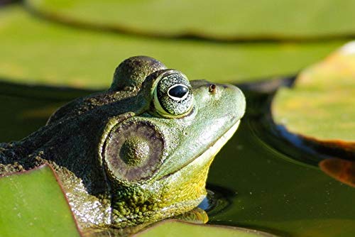 Toledo Goldfish Bullfrog Tadpoles-Pollywogs for Ponds, Aquariums or Ta