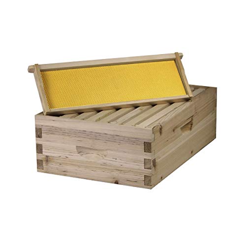 Bee Hive Complete with Frames & Wax Coated Foundations (NU8-2D1M)