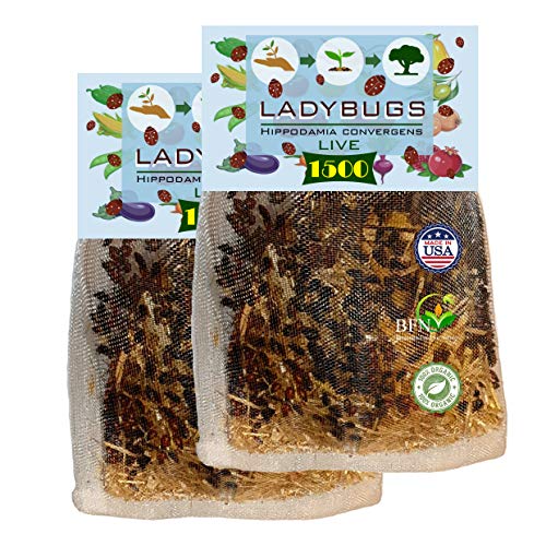 Clark&Co Organic 3000 Live Ladybugs - Good Bugs - (2 X 1500 Live Ladybugs) for Garden - Guaranteed Live Delivery!